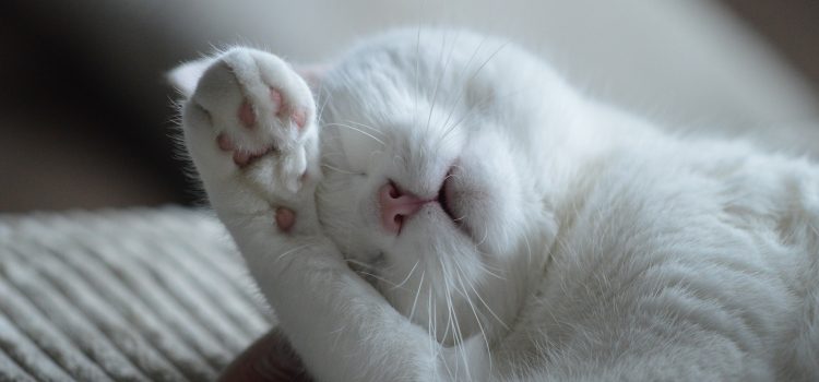 What You Need to Know About Cats