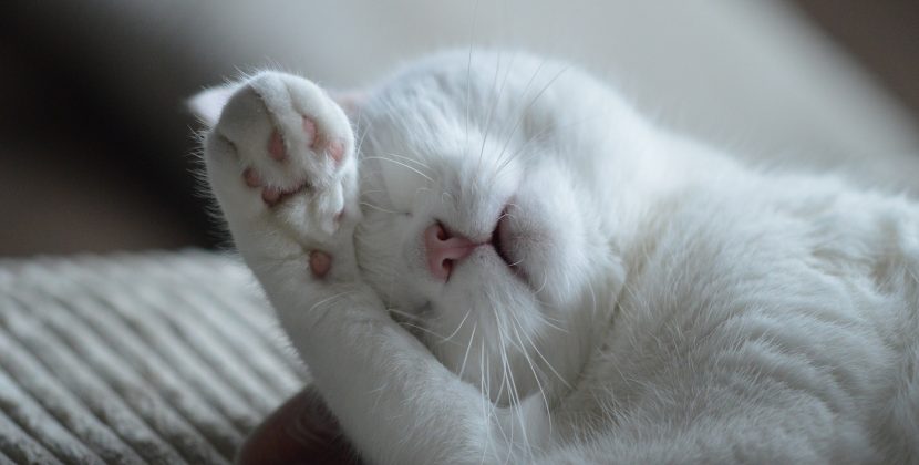 What You Need to Know About Cats