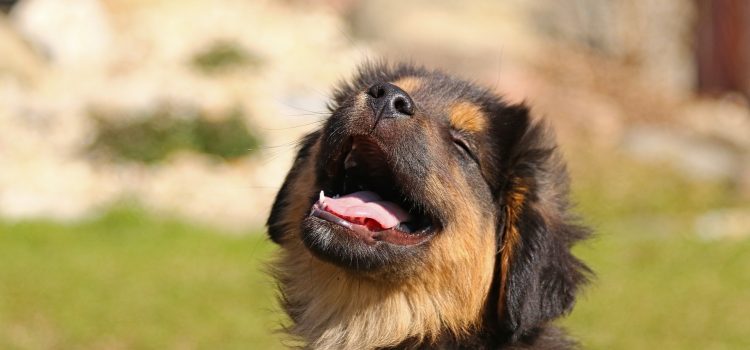 Can dogs eat cucumber? 