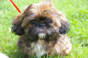 Exotic dogs