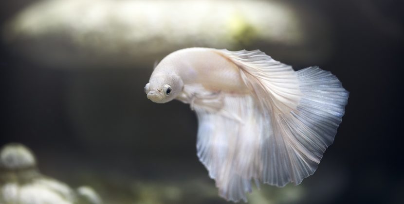 The Complete Guide to Buying Betta Fish and All You Need to Know About the Betta Fish
