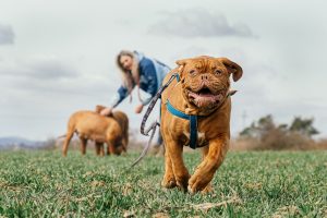 Bordeaux Mastiff