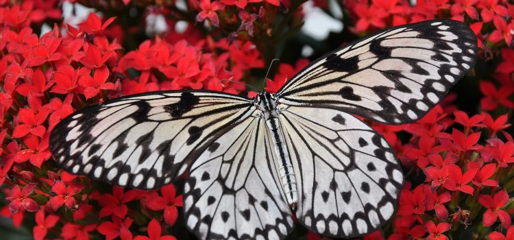 The Complete Guide to Insects