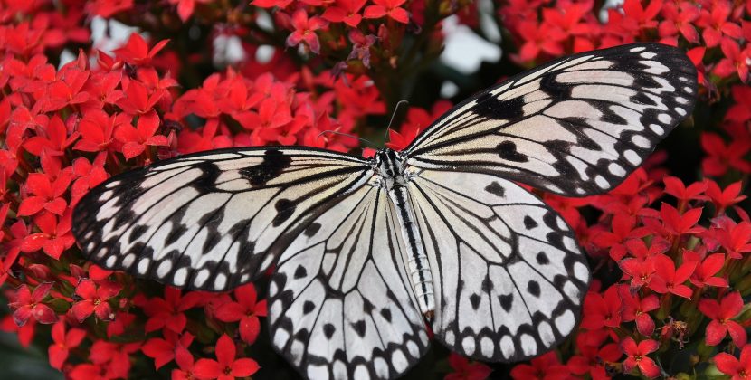 The Complete Guide to Insects