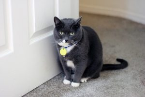 How Heavy Should My Cat Be?