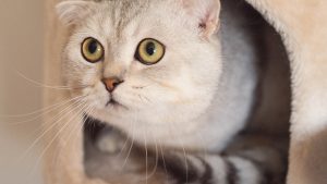 Scottish fold