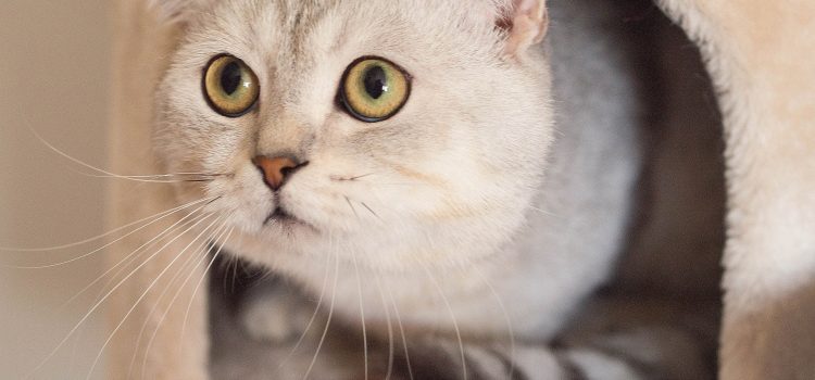 How Heavy Should My Cat Be?