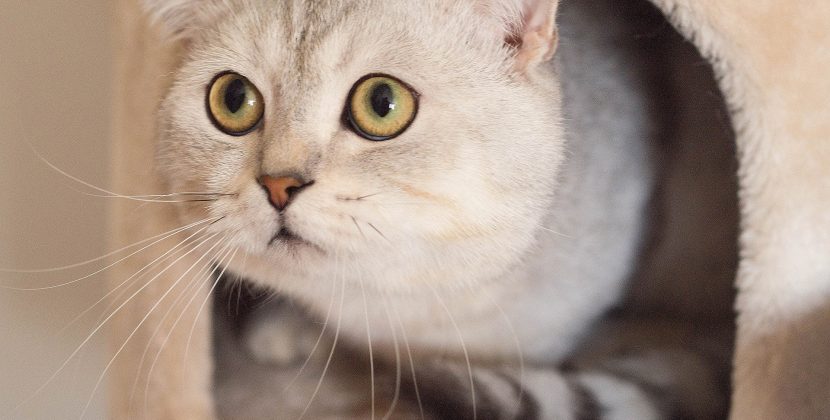 How Heavy Should My Cat Be?