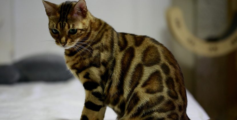 Are bengal cats hypoallergenic ?
