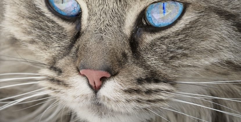 How Long Can Cats Live ?
