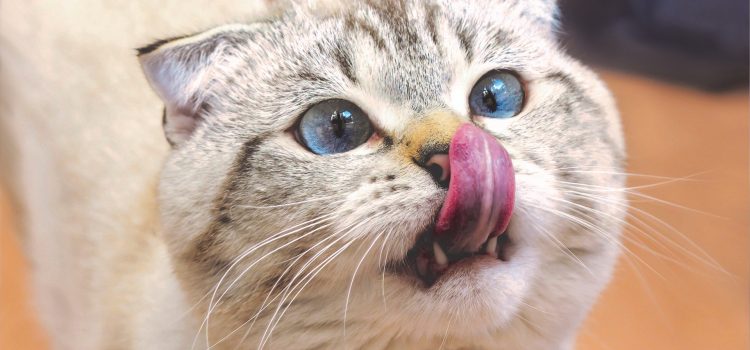 Scottish Fold Cat: A Breed’s Most Famous Gene is the Reason They’re Resilient to Fatal Diseases