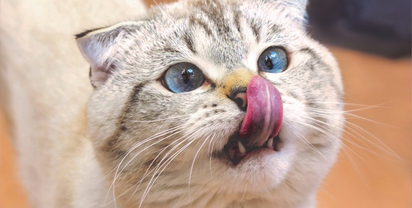 Scottish Fold Cat: A Breed’s Most Famous Gene is the Reason They’re Resilient to Fatal Diseases