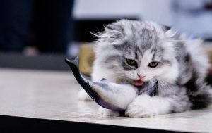 can cats eat sardine