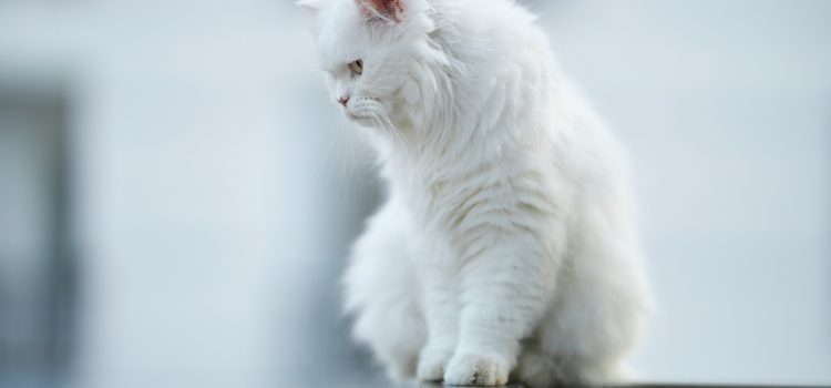 Can Cats Eat Sardines ? Best Cat Food TIPS