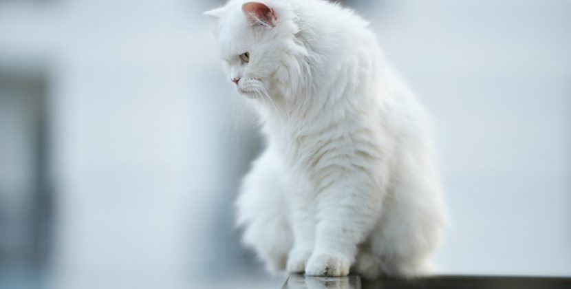 Can Cats Eat Sardines ? Best Cat Food TIPS