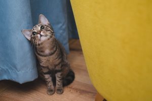 Can Cats Eat Bread ? 