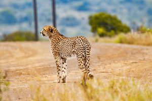 The fastest animal,Cheetah