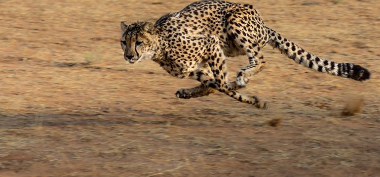 What is the Fastest Animal in the World ?