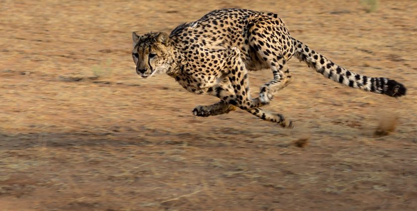 What is the Fastest Animal in the World ?