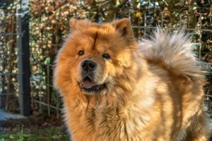 Exotic dogs