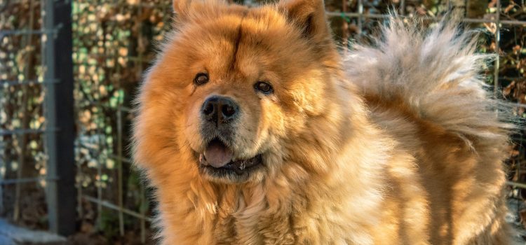 10+ Coolest Exotic Dogs