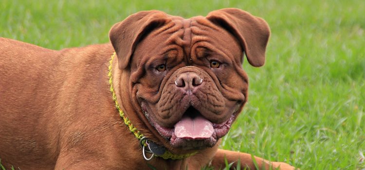 The Complete Guide to Mastiff Breeds, What You Need To Know