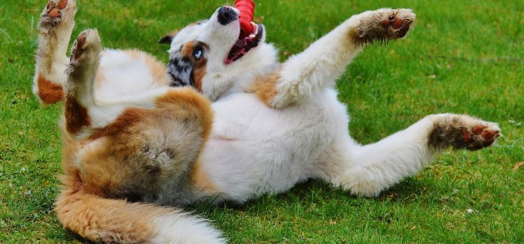 2022 – Guide to Dog Toys: How to Choose the Right Toys for Your Pup’s Personality and Size 