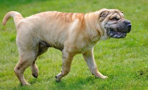 Exotic dogs