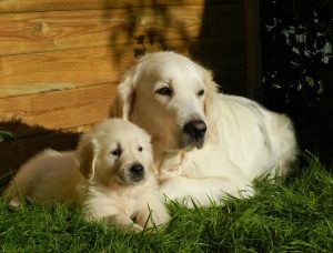 golden retriever and puppy