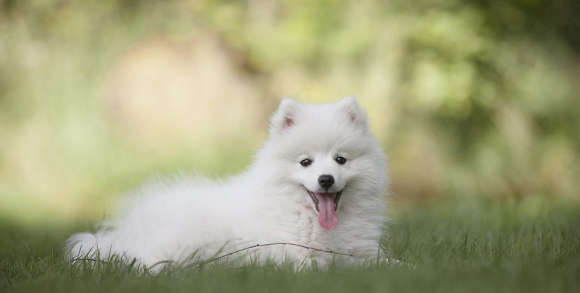 Facts about Dogs and Which of Them Are True