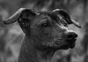 Exotic dogs
