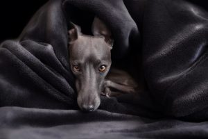 Exotic dogs
