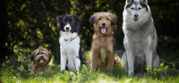 The Most Important Milestones in the Evolution of Dogs