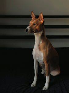 Exotic dogs