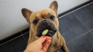 can eat dogs cucumber