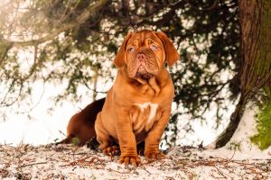 French Mastiff
