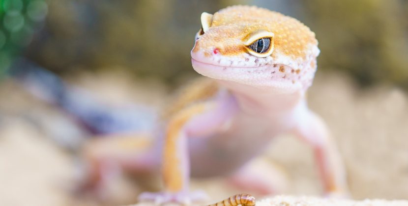 The Complete Guide to Reptiles: And Why They are the Best Pets for You?