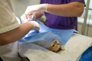 vet and cat