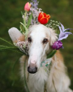 Exotic dogs