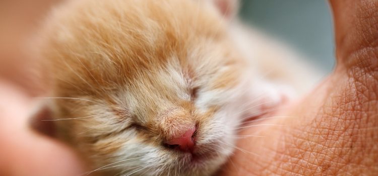 The Complete Guide to Taking Your Cat to the Vet