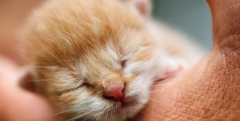 The Complete Guide to Taking Your Cat to the Vet