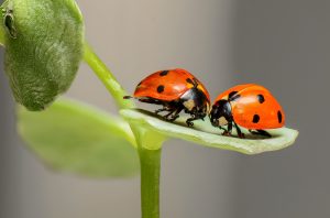 Ladybug-insects