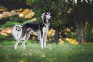 Exotic dogs