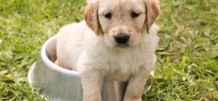 Golden Retriever Guide:Best Way To Care For Golden Retriever