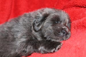 Exotic dogs