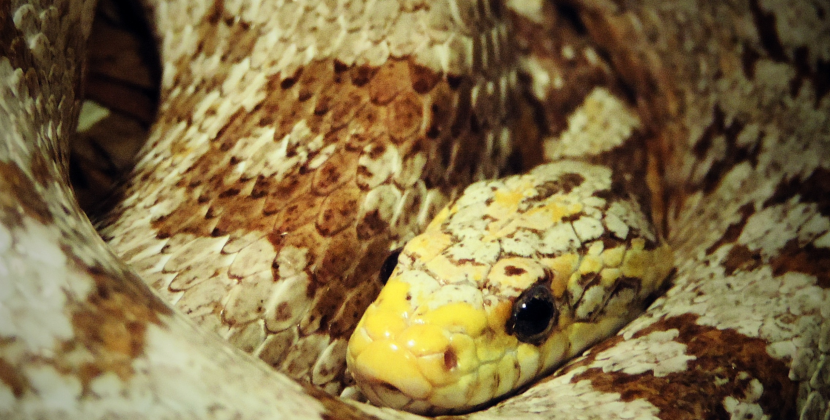 Better Than Corn Snake – The Ghost Corn Snake