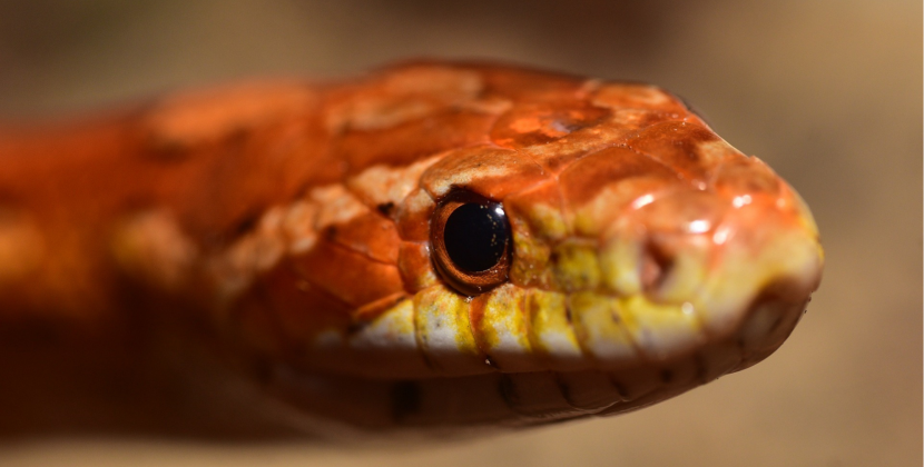 Orange Corn Snake : Ultimate Care,Feeding PRO TIPS