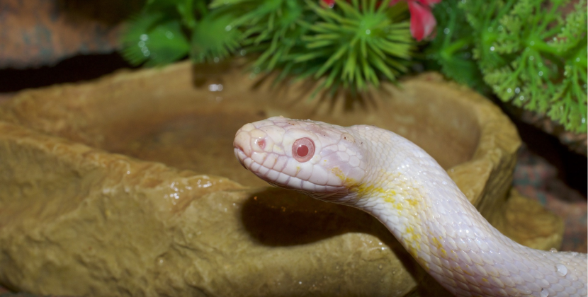 Butter Corn Snake : Ultimate Care,Feeding PRO TIPS
