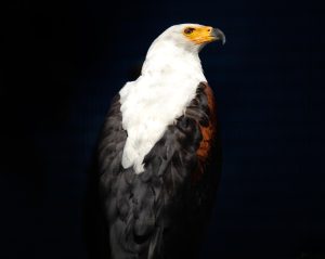 bird with long beak