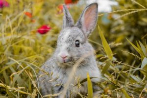are rabbits rodents